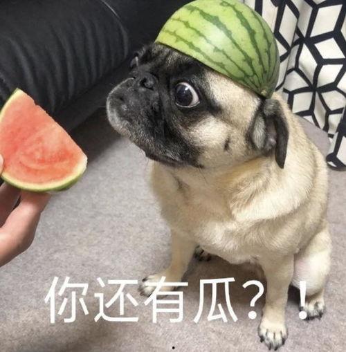 吃瓜比赛表情包